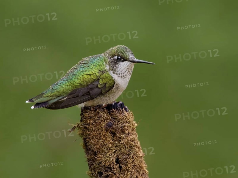 Ruby-throated Hummingbird (Archilochus colubris) female, Saskatchewan, Canada