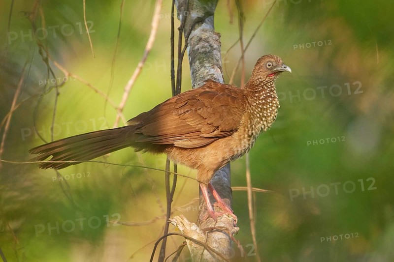 Speckled Chachalaca (Ortalis guttata guttata), Ecuador