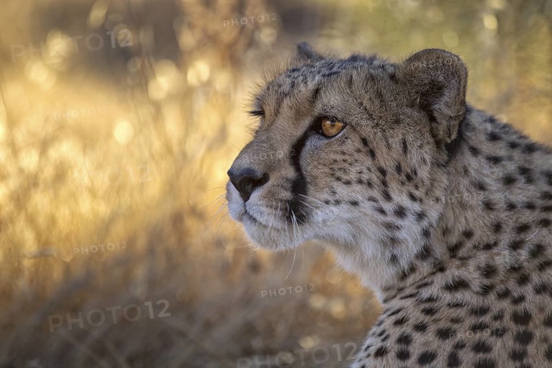 Cheetah (Acinonyx jubatus) captive, female, Castile-La Mancha, Spain