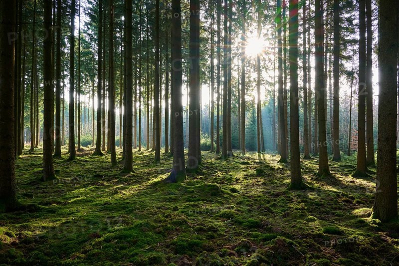 Bright forest with sun rays falling through the canopy, moss-covered ground creates a quiet atmosphere, Mudau, Odenwald, Baden-Württemberg, Germany