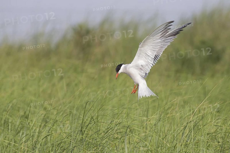 Common Tern (Sterna hirundo) flying, Massachusetts, USA