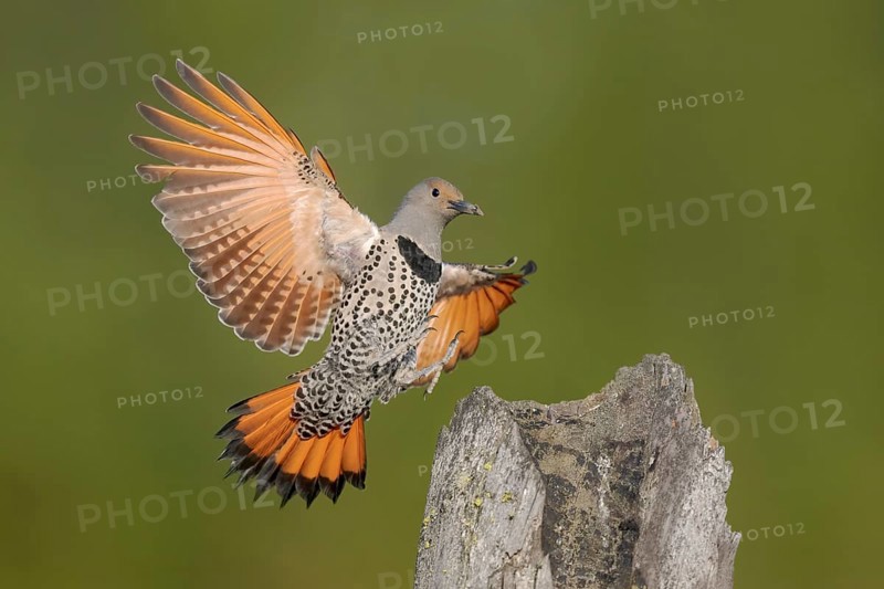 Northern Flicker (Colaptes auratus) female approaching a pole, British Columbia, Canada