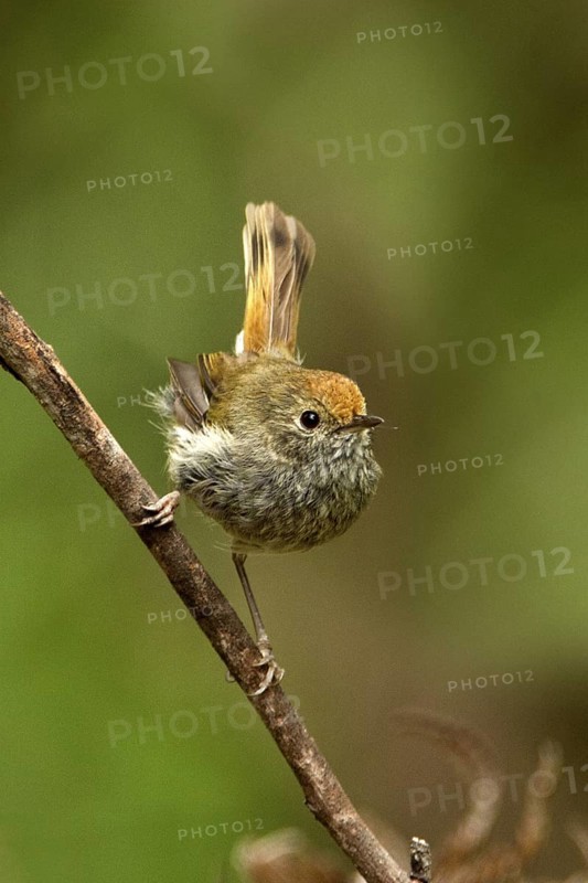Tasmanian Thornbill (Acanthiza ewingii), Tasmania, Australia