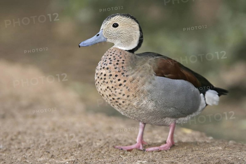 Ringed Teal (Callonetta leucophrys), Arizona, USA