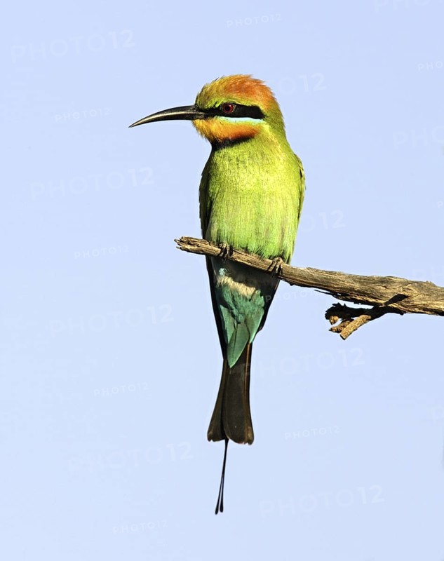 Rainbow Bee-eater (Merops ornatus), Australia