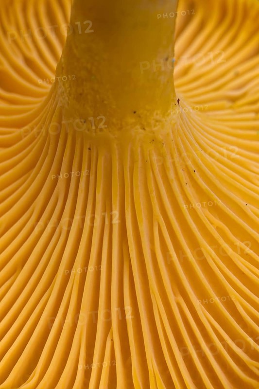 Chanterelle (Cantharellus cibarius), girolle underside showing gill-like ridges, rudimentary lamellar structures called false gills