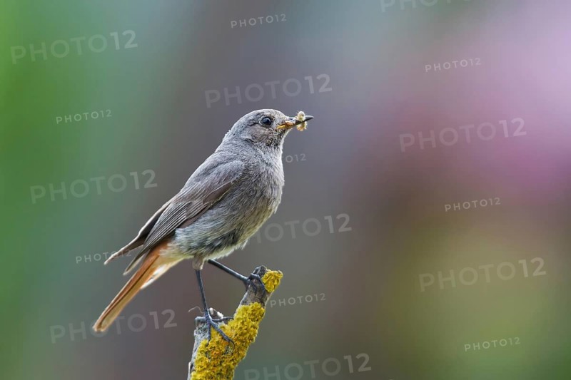 Black Redstart (Phoenicurus ochruros) female with insect in beak, Hungary