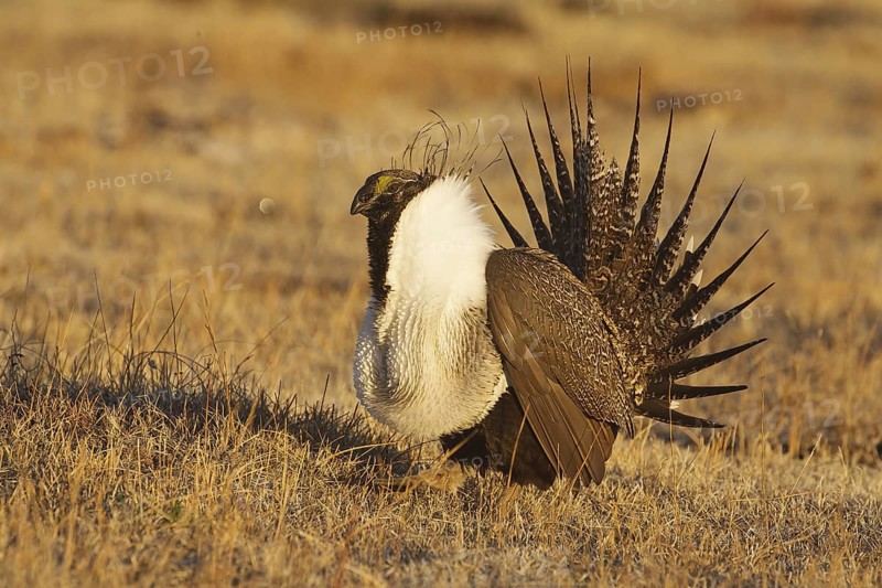 Sage Grouse (Centrocercus urophasianus) male mating, California, USA