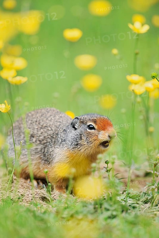 Columbia ground squirrel (Urocitellus columbianus, Spermophilus columbianus) in a flower meadow, Yoho National Park, British Columbia, Canada