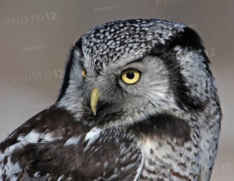 Northern Hawk-Owl (Surnia ulula), Saskatchewan, Canada