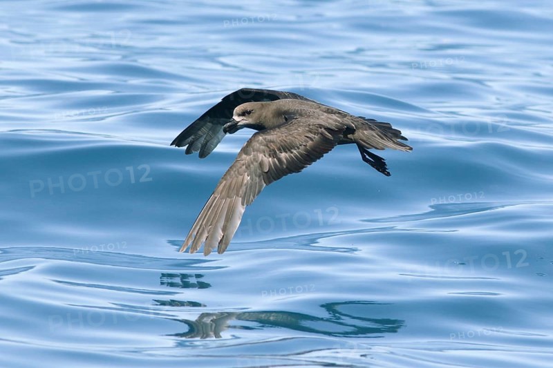 Grey-faced Petrel (Pterodroma gouldi) flying, Victoria, Australia