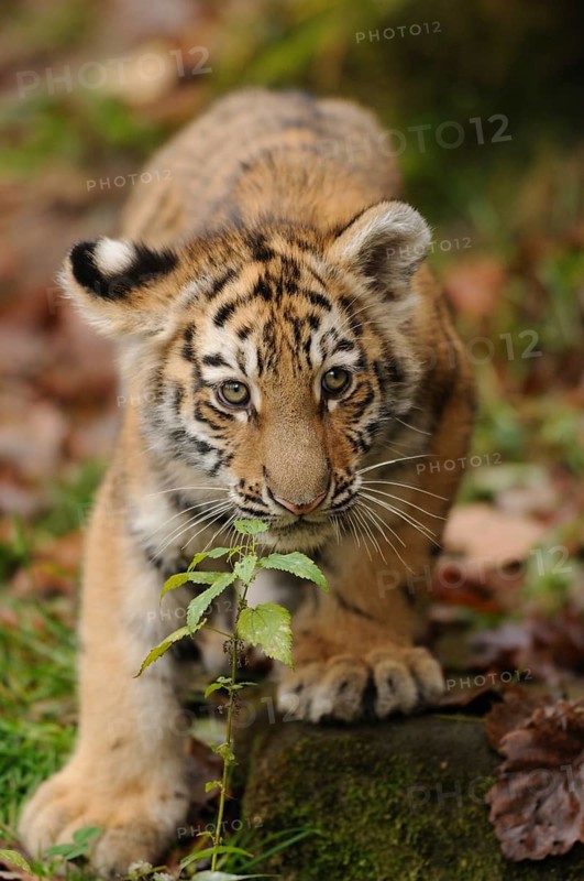 A curious tiger cub sniffs a green branch in the forest, Siberian tiger (Panthera tigris altaica), captive, occurrence Russia, North Korea and China