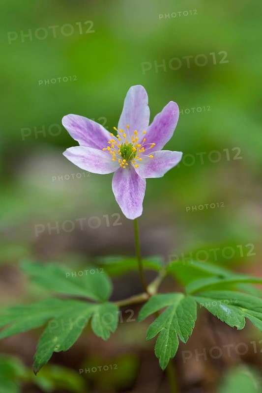 Wood anemone (Anemone nemorosa) pink flower blooming in spring forest