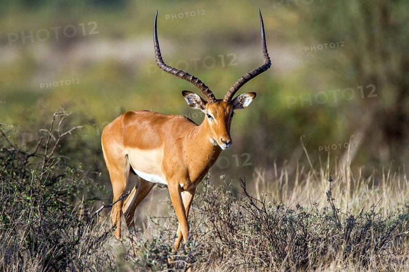 Grantgazelle (Gazella granti), Samburu National Park, Kenya