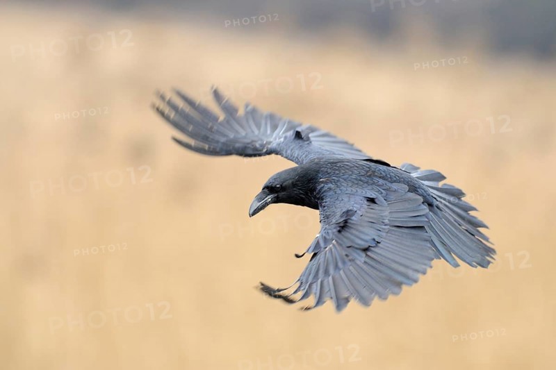 Northern Raven (Corvus corax) flying, Mecklenburg-Western Pomerania, Germany