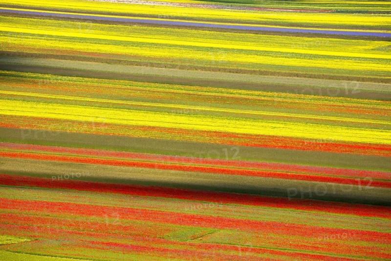 The lentil bloom in Castelluccio di Norcia, nestled in the Sibillini Mountains of the Italian Apennines (Umbria and Marche region, Italy) In the lentil fields also grow red poppies, daisies, cornflowers, wild orchids, gentians, mallow, borage, yarrow, primroses, and valerian