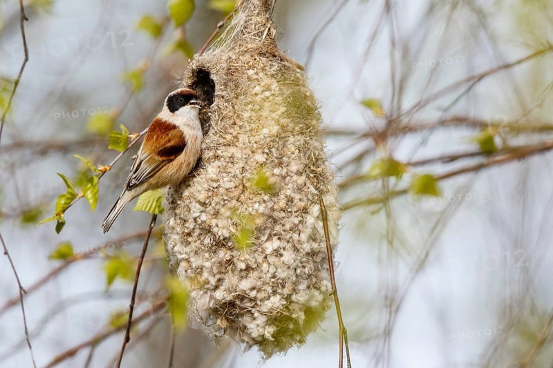 Eurasian Penduline Tit (Remiz pendulinus) male singing at nest, Poland
