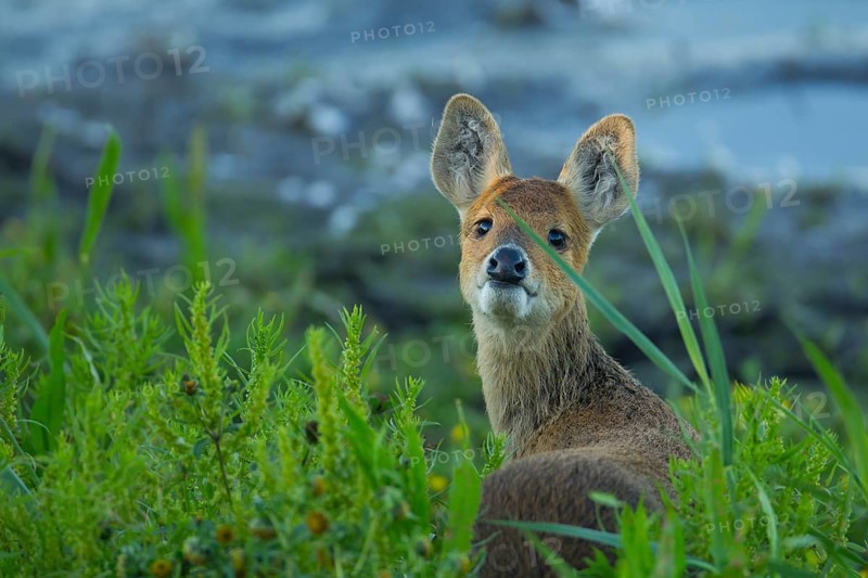 Chinese water deer (Hydropotes inermis) adult animal on the edge of a reedbed in summer, RSPB Strumpshaw fen, Norfolk, England, United Kingdom