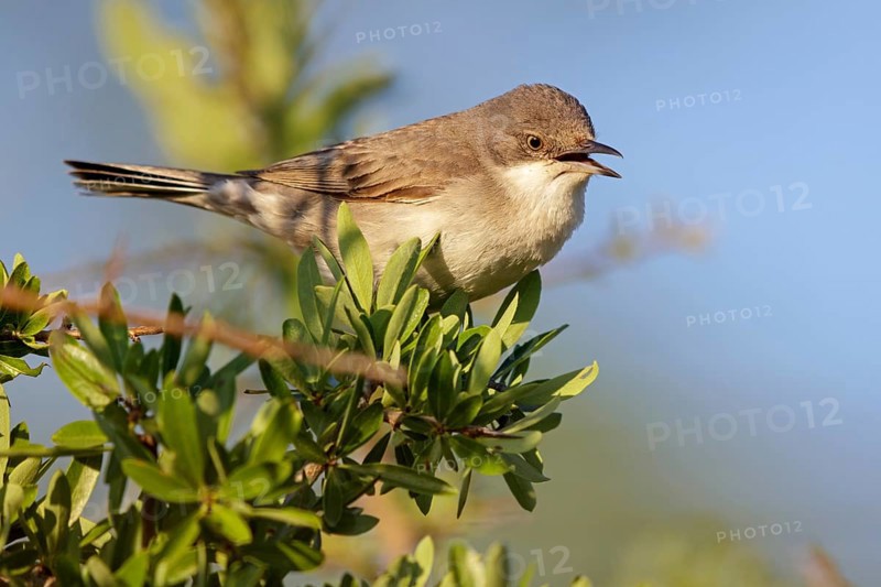Nachtigallengrasmücke, Eastern Orphean Warbler, Sylvia crassirostris, Orpheusgrasmücke, Östliche Orpheusgrasmücke