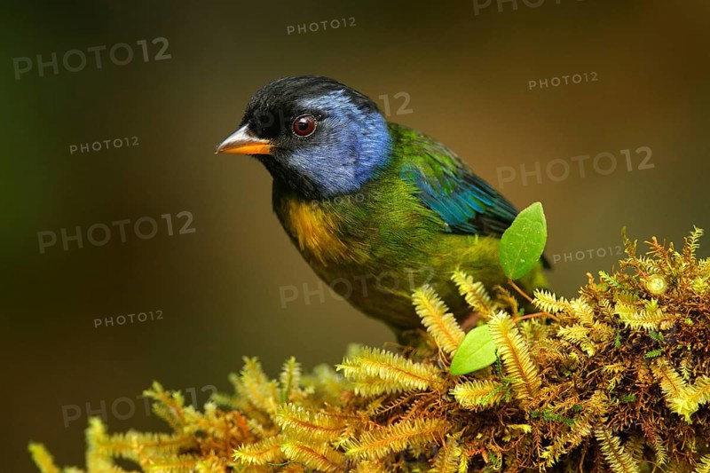 Moss-backed tanager, Bangsia edwardsi, tropic bird sitting on the moss branch in the na nature habitat, Mindo in Ecuador. Blue black tanager in the jungle forest. Birdwatching in South America