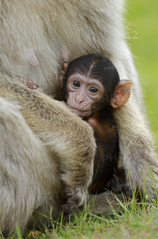 Barbary macaque (Macaca sylvanus), juvenile, captive, occurring in Morocco, Algeria and Gibraltar