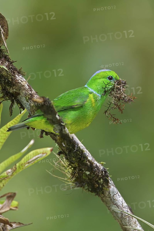 Golden-browed Clorophonia (Chlorophonia callophrys) perched on a branch in Costa Rica, Central America