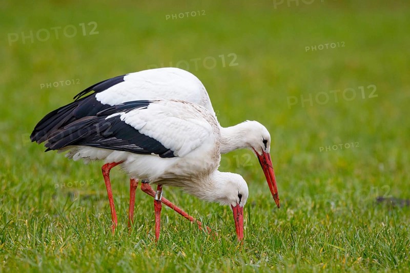 White Stork (Ciconia ciconia) pair foraging, North Rhine-Westphalia, Germany