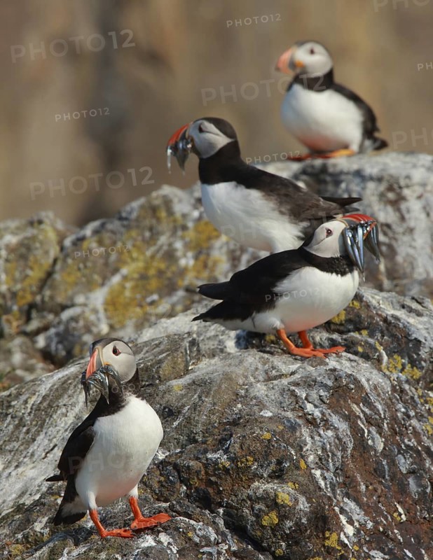 Atlantic Puffin (Fratercula arctica), Scotland, United Kingdom