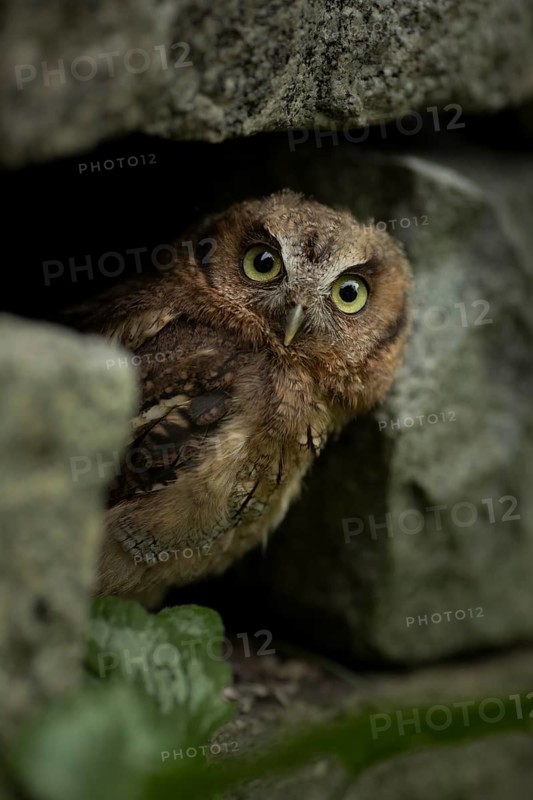 Tropical Screech Owl (Megascops choliba) captive, juvenile, Germany