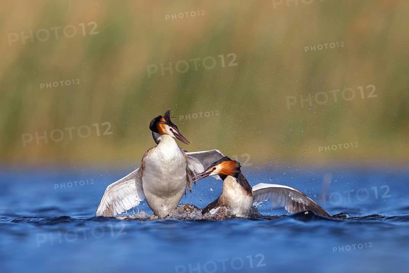Great Crested Grebe, (Podiceps Scalloped ribbonfish), courtship behaviour, two individuals, Hides de El Taray / Floating Hid, Villafranca de los Caballeros, Castilla La Mancha / Toledo, Spain