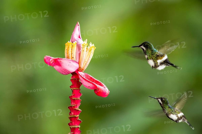 Green Thorntail (Discosura conversii) female flying and feeding on flower nectar, Pichincha, Ecuador
