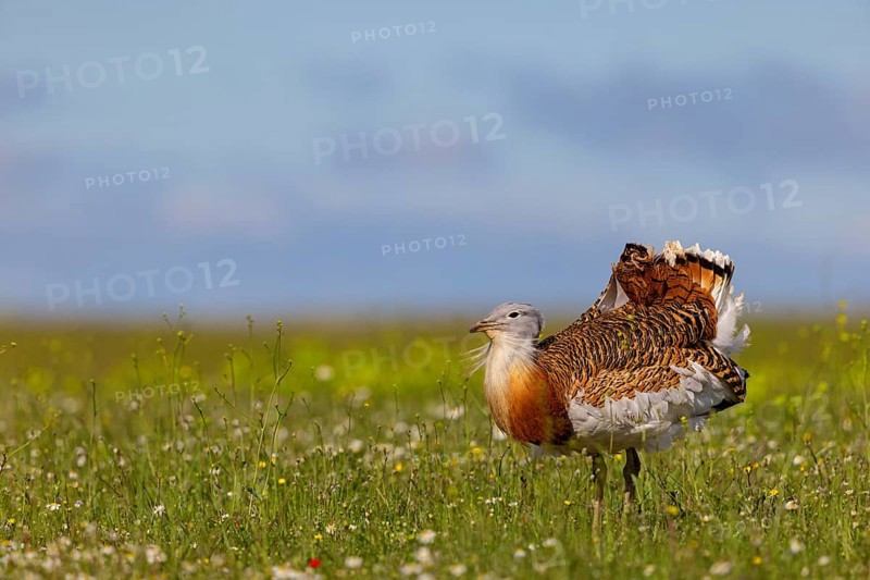 Great bustard (Otis tarda), Outarde barbue, Avutarda Común, Spain, Toledo, Hides De Calera / Great Bustard, Calera Y Chozas, Castilla La Mancha / Toledo, Spain