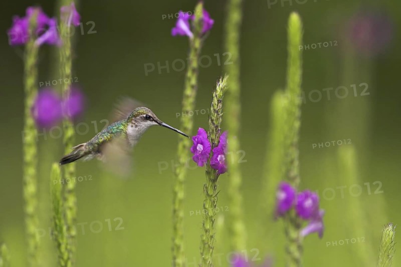 Admirable Hummingbird (Eugenes spectabilis), Costa Rica
