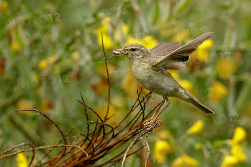 Willow Warbler (Phylloscopus trochilus) perched on a branch with food in its beak, Mecklenburg Western-Pomerania, Germany