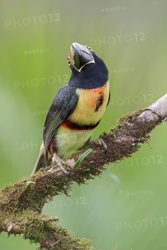 Collared Aracari (Pteroglossus torquatus) perched on a branch in Costa Rica