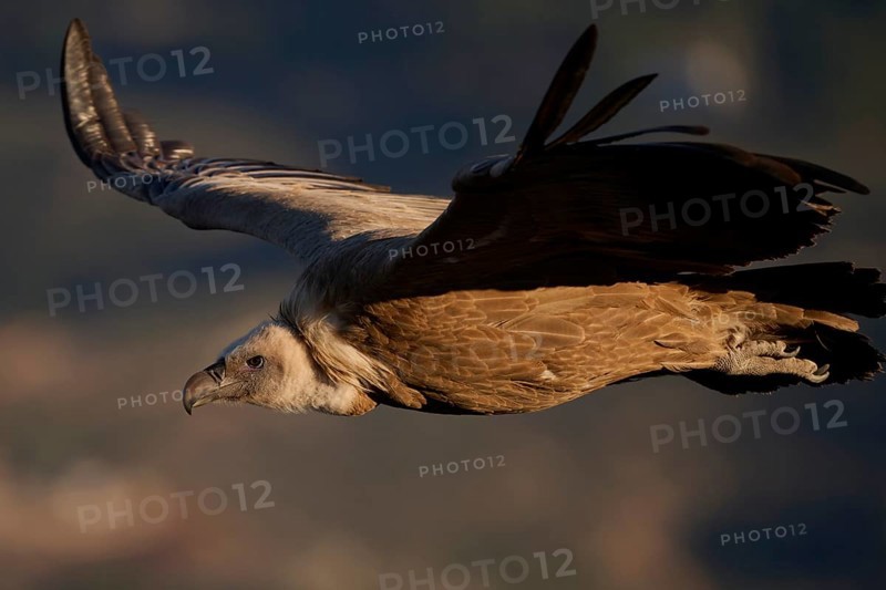 A Griffon Vulture gracefully soars over the diverse landscapes of Alicante, Spain, displaying its impressive wingspan and natural beauty in the region's clear skies
