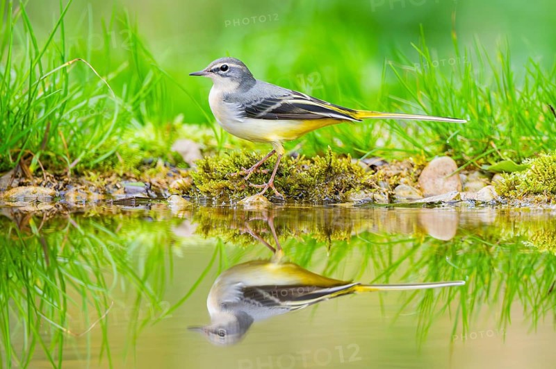Grey Wagtail (Motacilla cinerea) hunting at a little lake in a swamp, wildlife, Germany