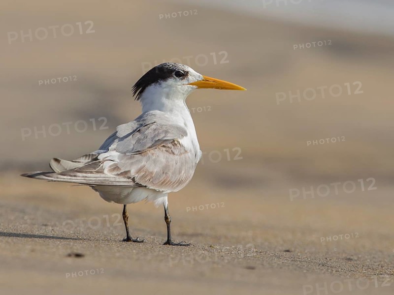 Lesser Crested Tern (Thalasseus bengalensis), Sri Lanka