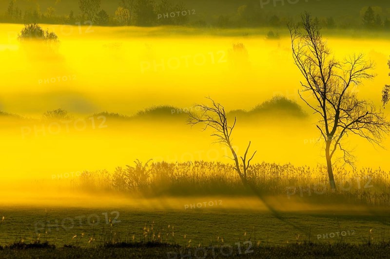 Early morning fog over the moor, birch (Betula), birch family (Betulaceae), sunrise fog, Pfrungen, Pfrunger-Burgweiler Ried, Baden-Wuerttemberg, Germany