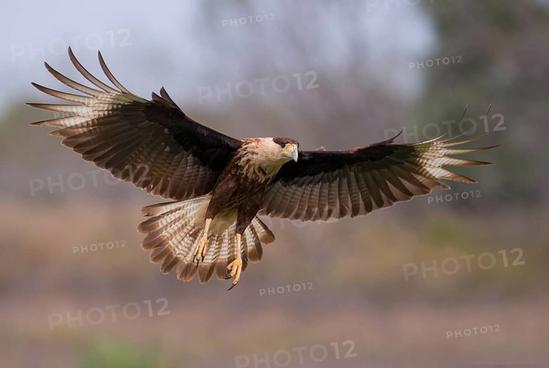 Crested Caracara (Caracara cheriway)