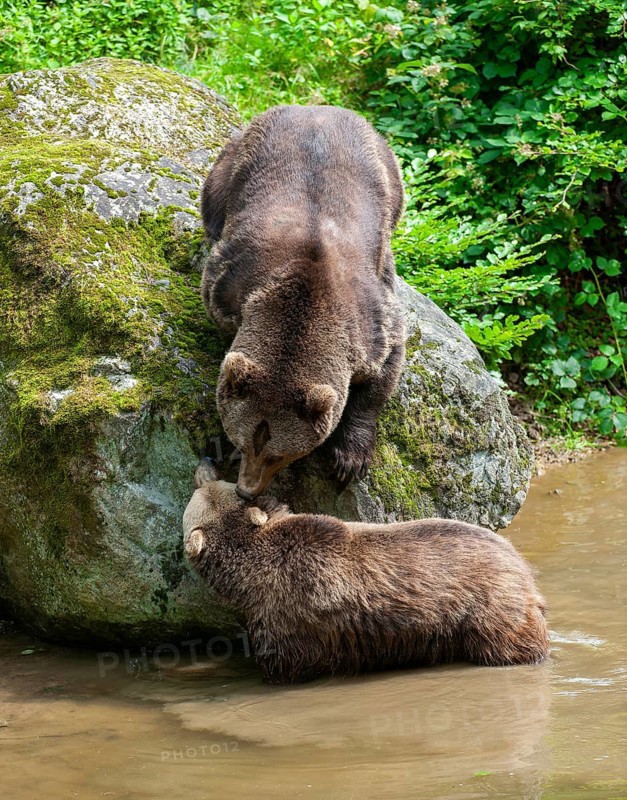 Brown bears (Ursus arctos) male and female, interaction, social behaviour, captive, Bavarian Forest National Park, Bavaria, Germany