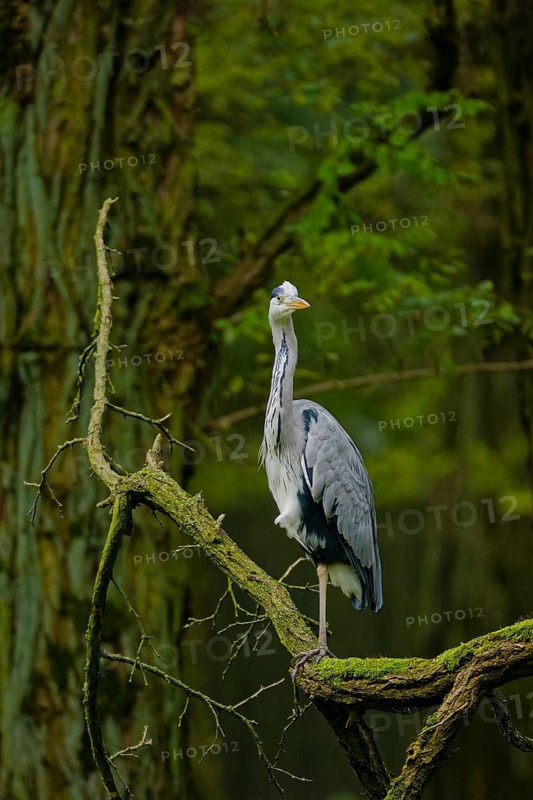 Grey heron (Ardea cinerea) standing on moss-covered tree branch in dense green forest, alert posture with long neck extended, natural woodland habitat, wildlife scene with soft blurred background, Poland