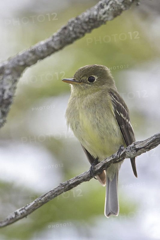 Yellow-bellied Flycatcher (Empidonax flaviventris), Newfoundland, Canada