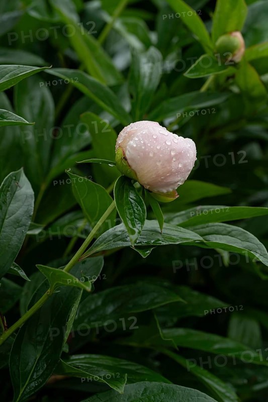 A peony flower bud adorned with fresh raindrops rests among vibrant green leaves, capturing the serene beauty of nature after a gentle spring rain shower