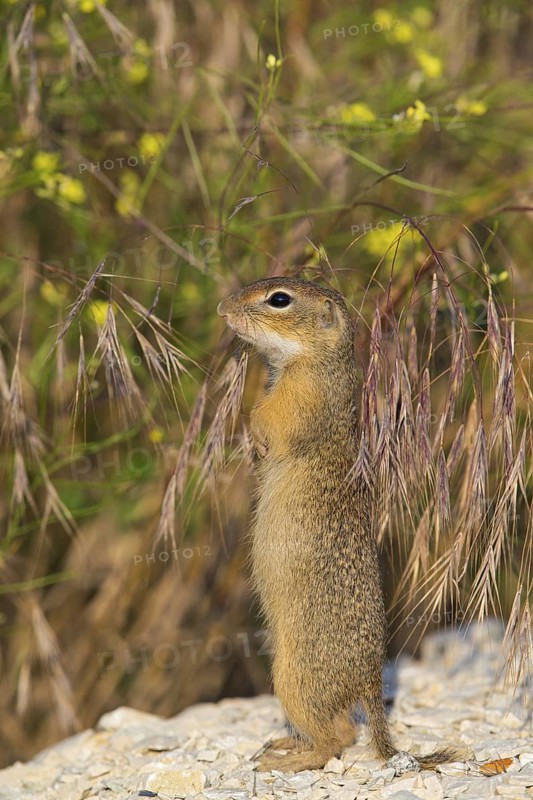 European ground squirrel, (Spermophilus citellus), Plain squirrel, Animals, Mammals, Eurasian red squirrel genus, Stands upright, Muselievo, Muselievo, Pleven, Bulgaria