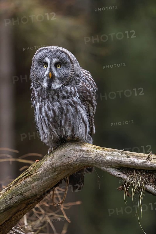 One great grey owl (Strix nebulosa) sitting on the root of a fallen spruce tree