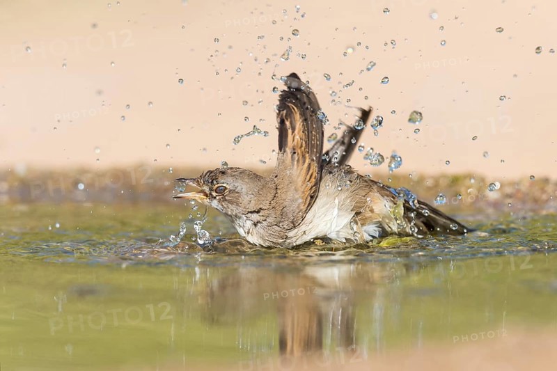 Lesser Whitethroat (Sylvia curruca) bathing at a waterhole, Eilat, Israel