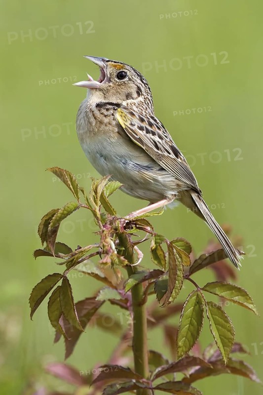 Grasshopper Sparrow (Ammodramus savannarum), Pennsylvania, USA