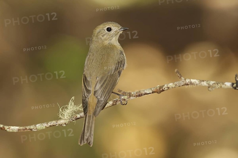 Slaty-blue Flycatcher (Ficedula tricolor) female, Doi Lang, Thailand