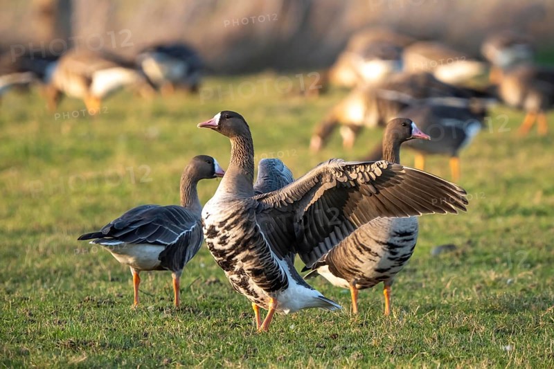 Bislicher Insel, nature reserve on the Rhine, Altrheinarm, near Xanten, Lower Rhine, Wesel district, one of the few floodplain landscapes in Germany, in winter over 20, 000 wild birds, many arctic geese species pause and hibernate, here coot geese, North Rhine-Westphalia, Germany
